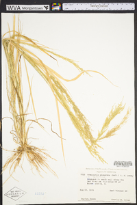 Eragrostis japonica image